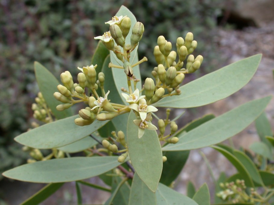 Santalum ellipticum