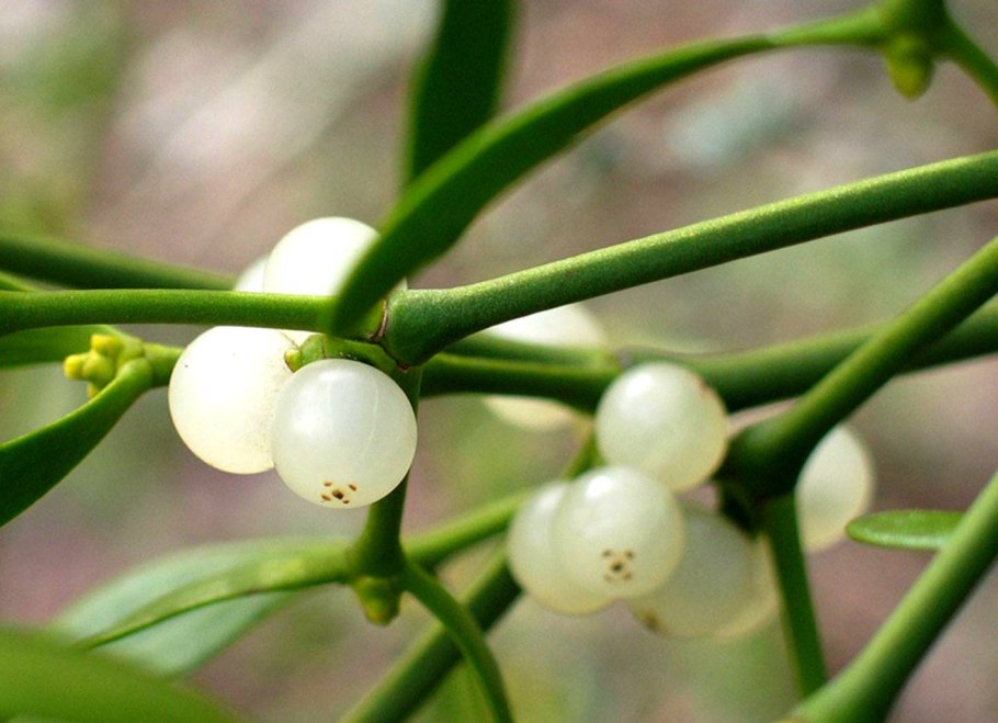 Pterocarpus santalinus