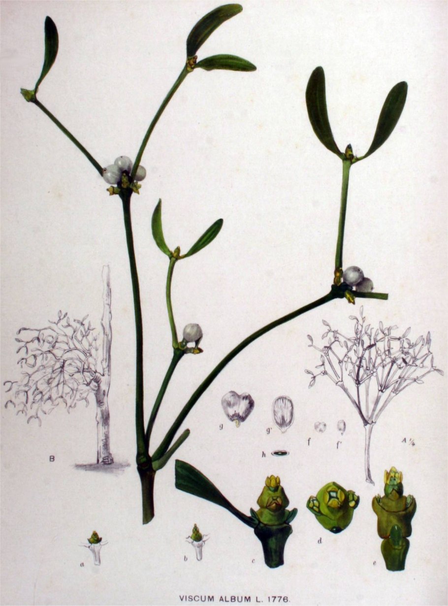 Омела белая фармакогнозия