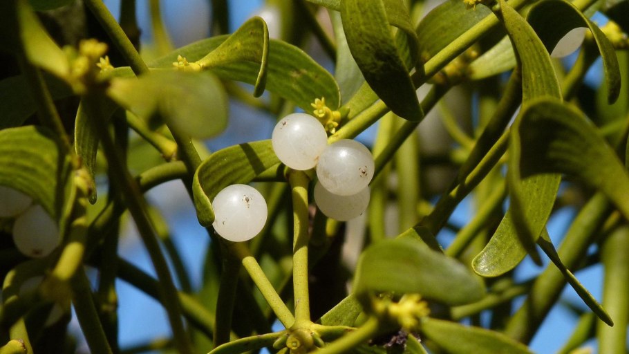 Санталовые фото