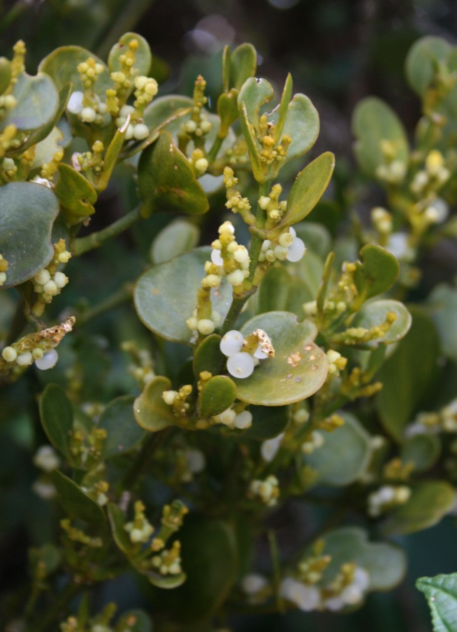 Австралийский Сандал