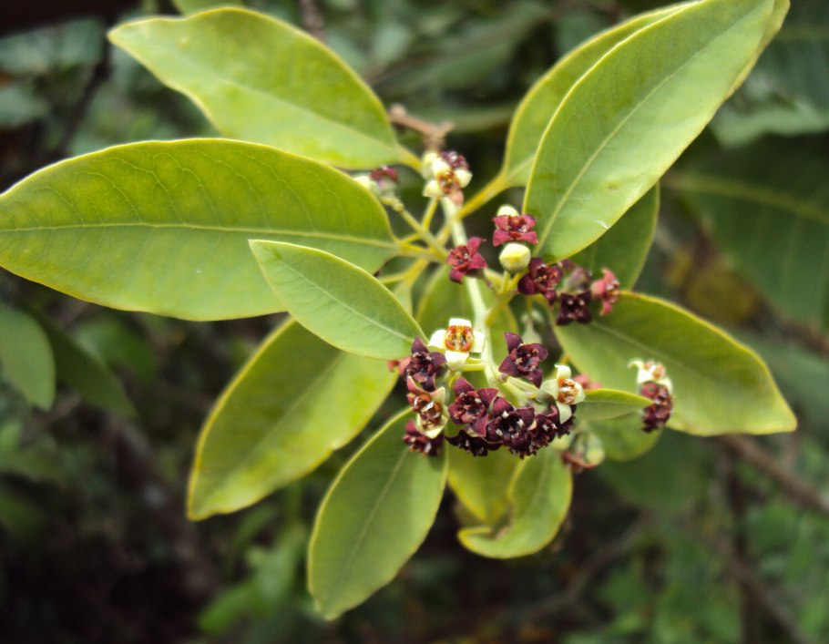 Омела белая