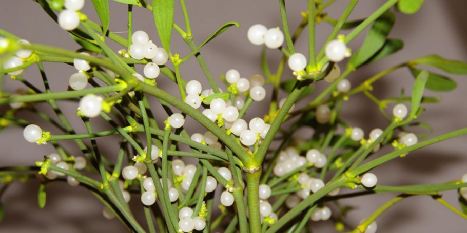 Омела белая растение