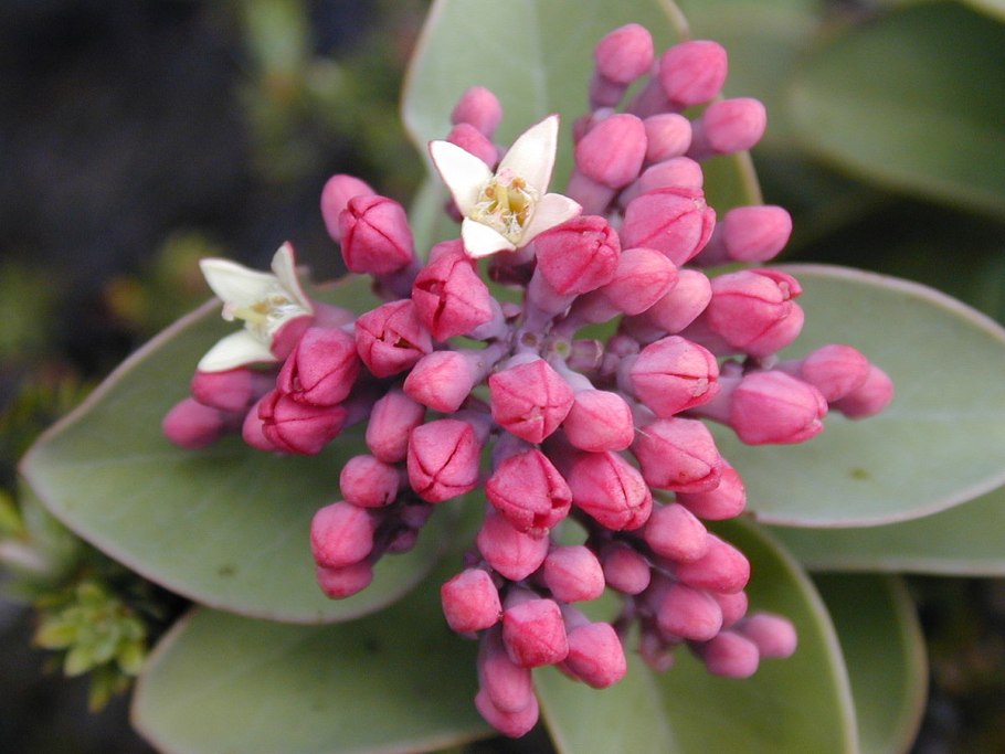 Омела белая