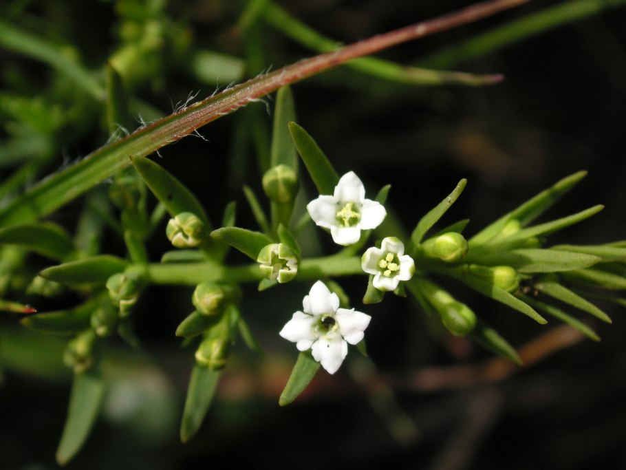 Ленец Минквица