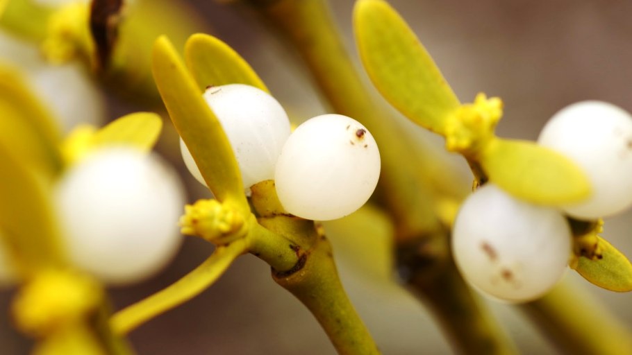 Аденантера Павлинья Индия