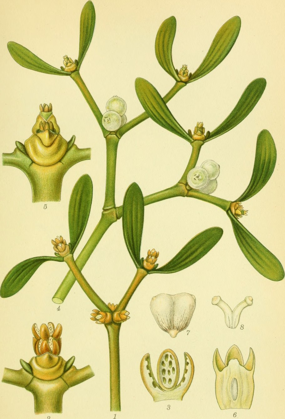 Омела белая Рождественская