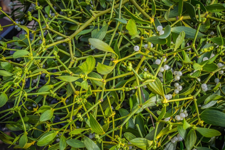 Омела белая