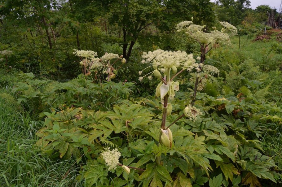 Дудник Лесной дягиль