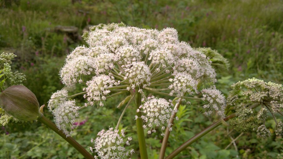 Дудник Лесной (Angelica Sylvestris)