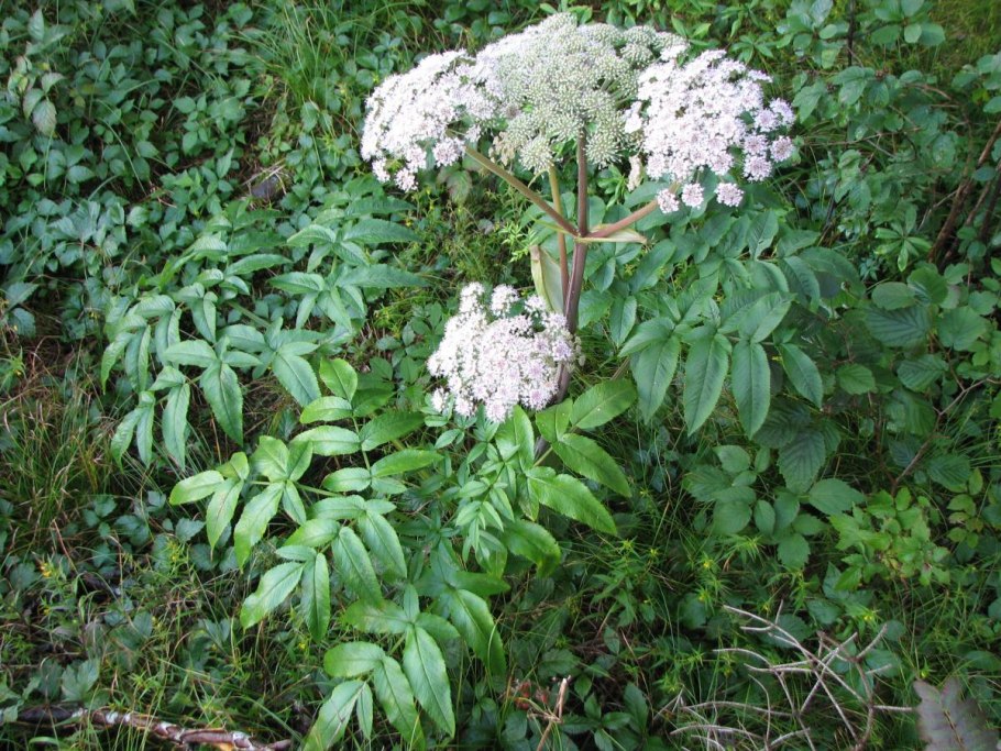 Дудник Даурский