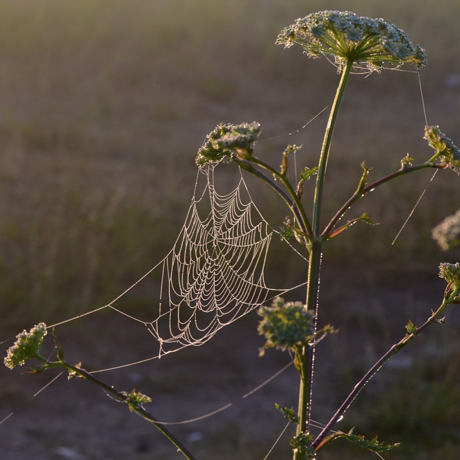 Дудник болотный