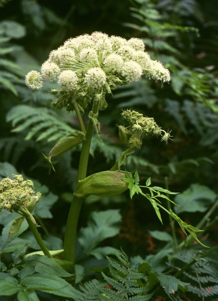 Дудник Лесной (Angelica Sylvestris)