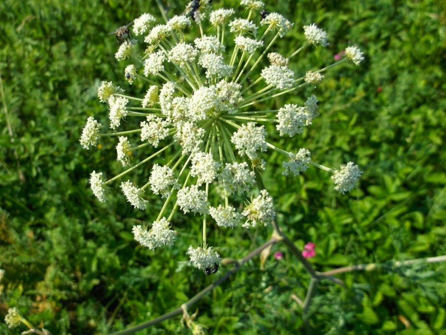 Дудник зонтичные