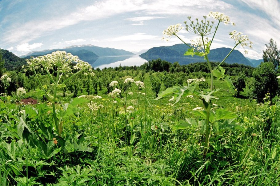 Борщевик обыкновенный листья