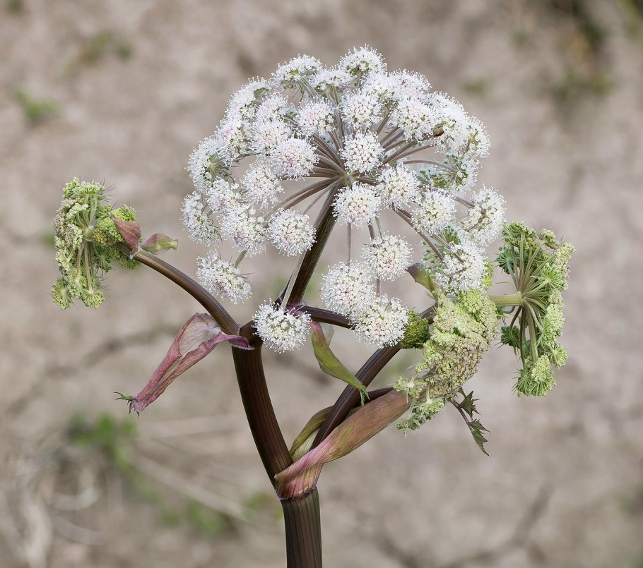 Angelica sylvestris