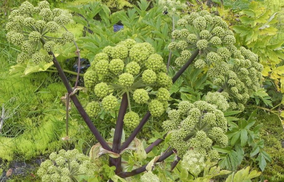 Дягиль – archangelica officinalis