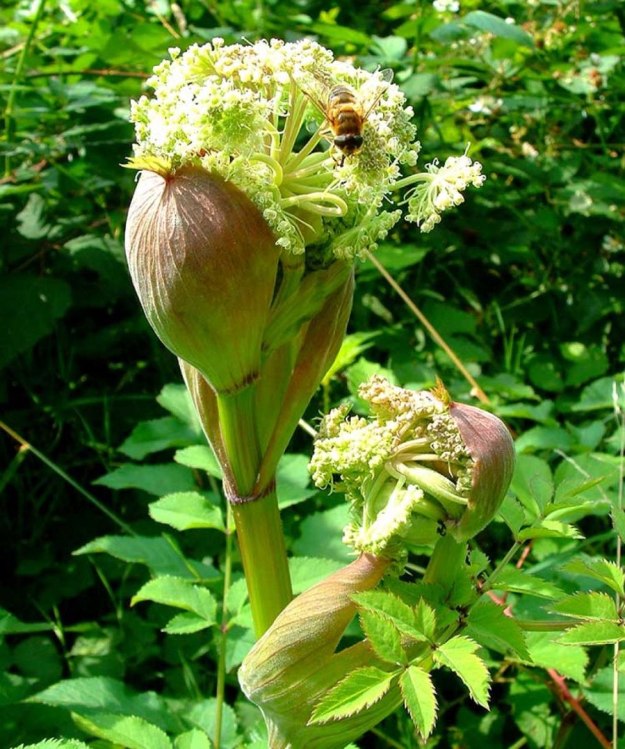 Дудник Лесной (Angelica Sylvestris)