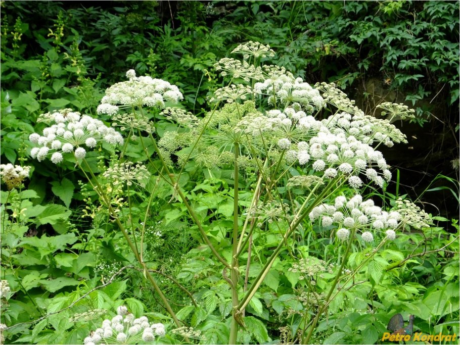 Дудник Лесной (Angelica Sylvestris)