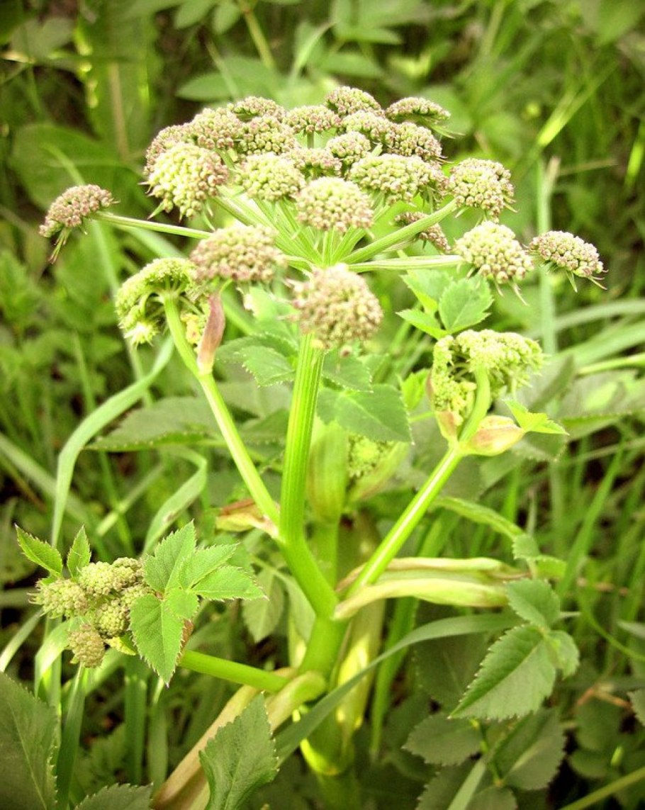 Дудник Лесной (Angelica Sylvestris)