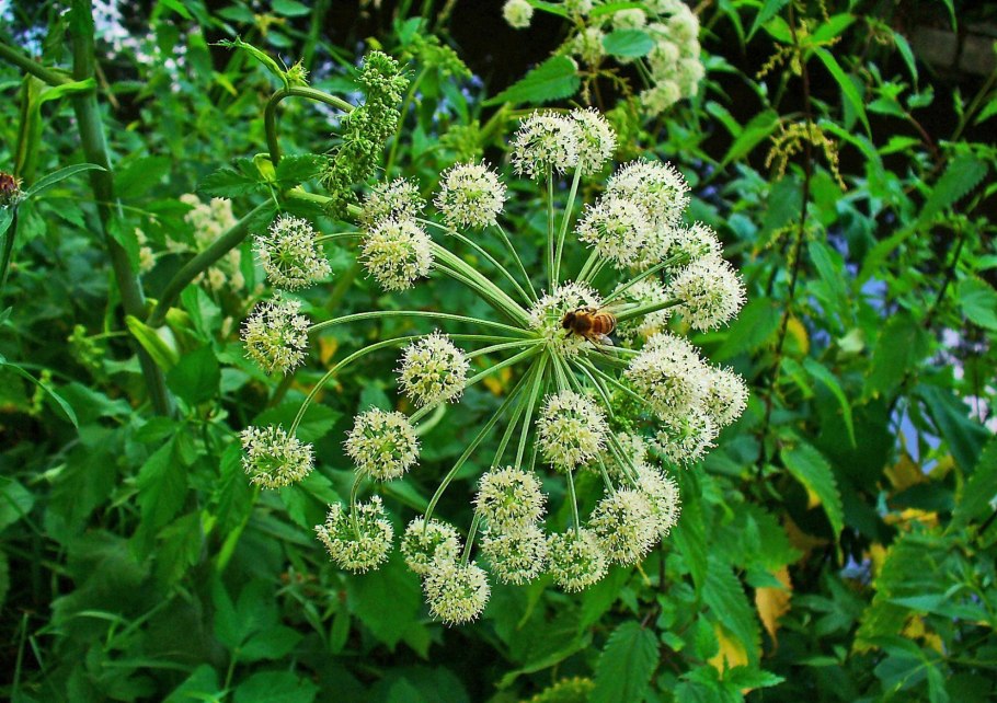 Дудник лесной angelica sylvestris