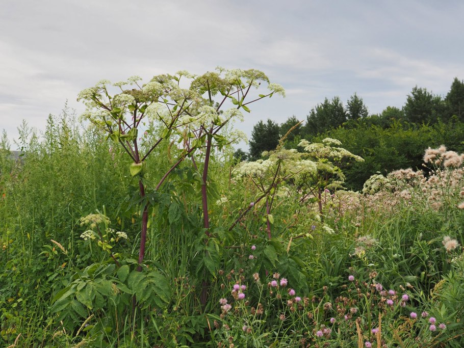 Борщевик ядовитое растение