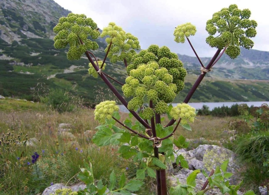 Дягиль лекарственный