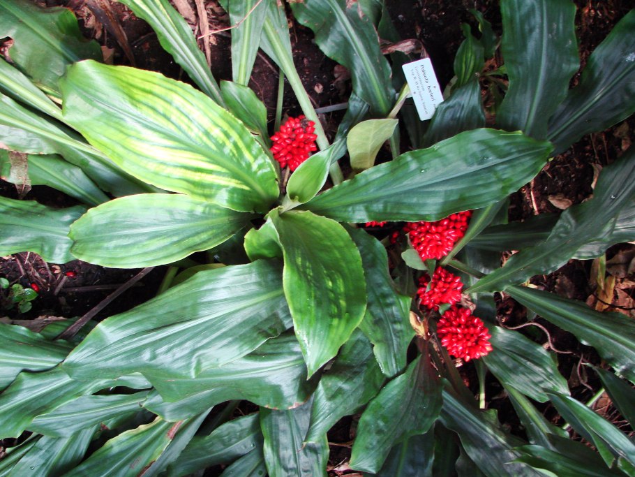 Палисота цветок