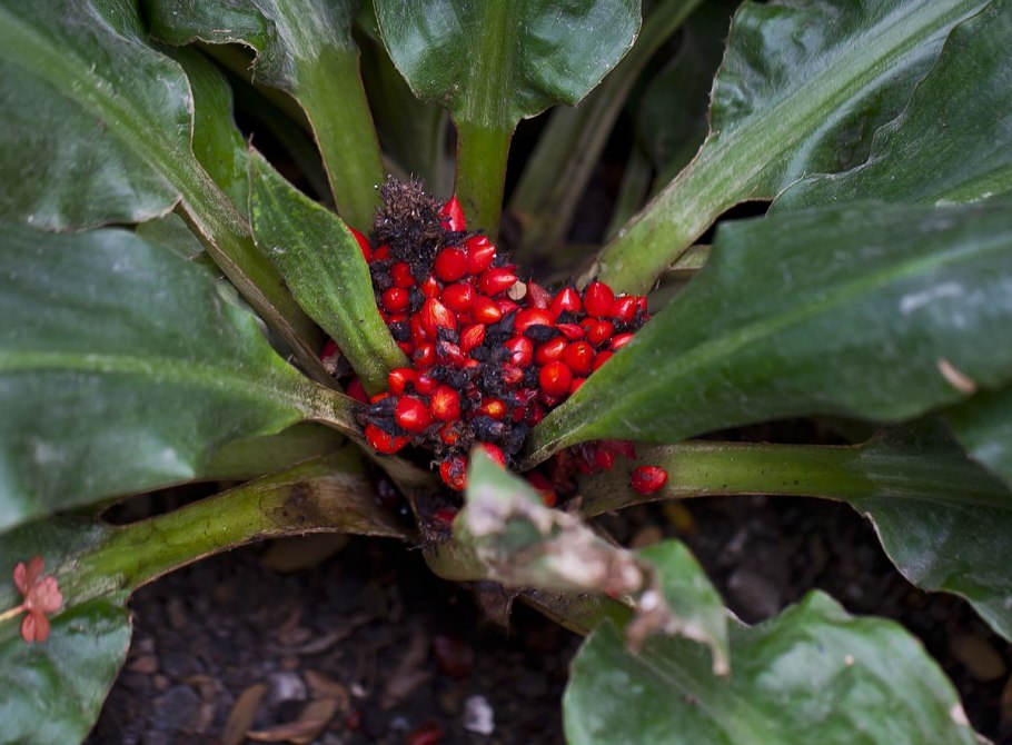 Хлорофитум оранж вариегатный