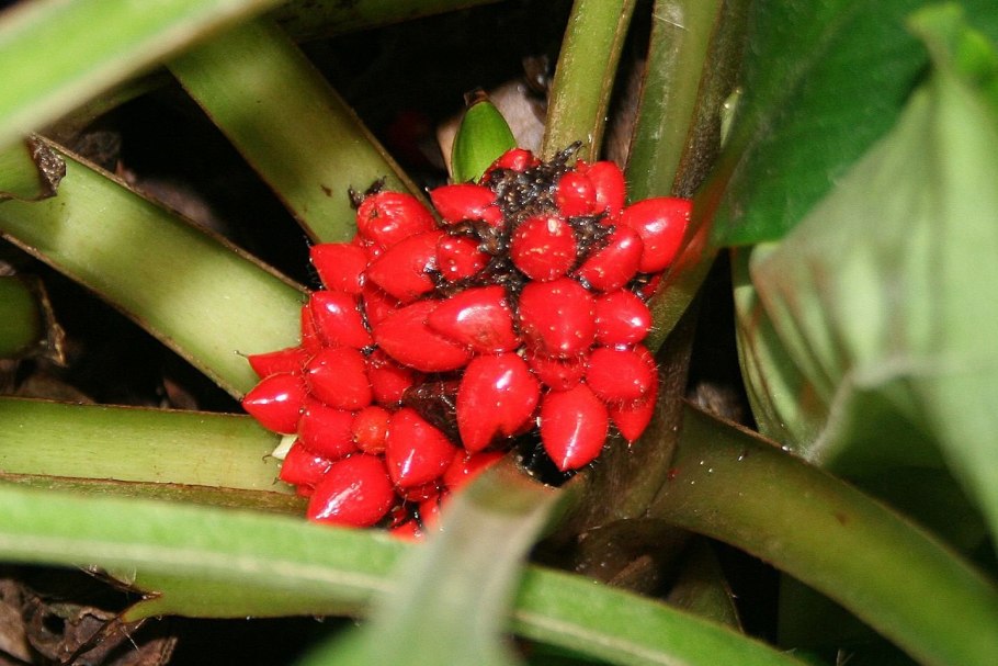 Палисота цветок