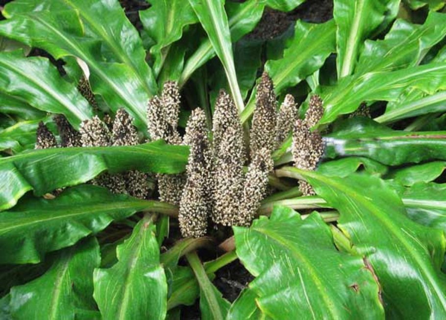 Палисота бартера