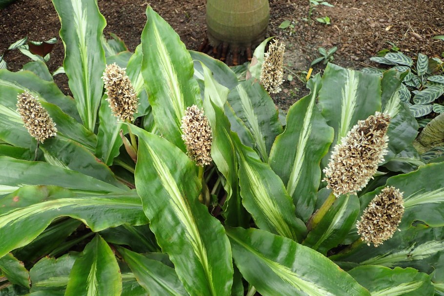 Палисота бартера