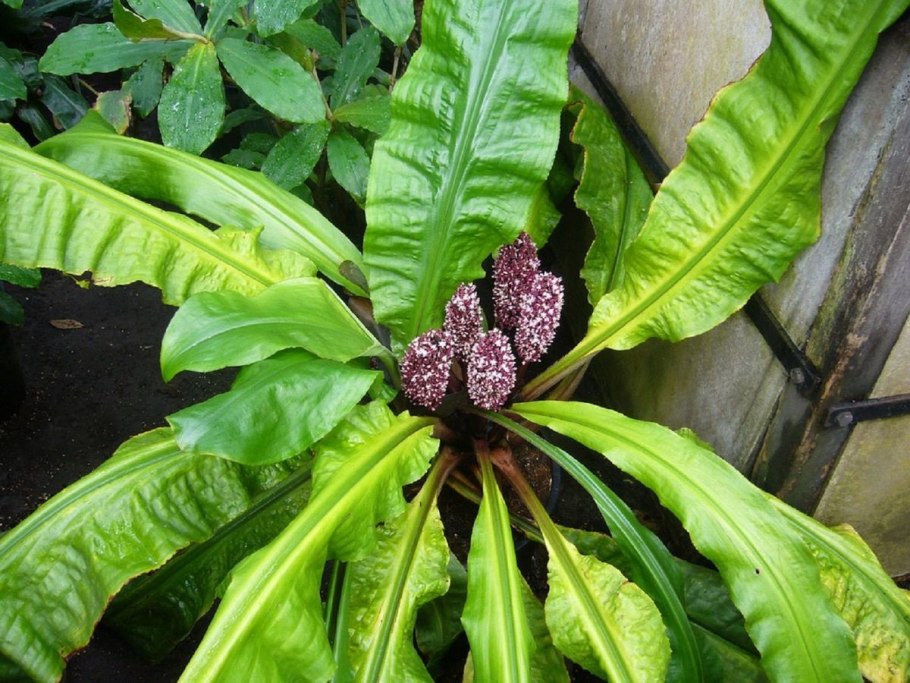 Палисота фото