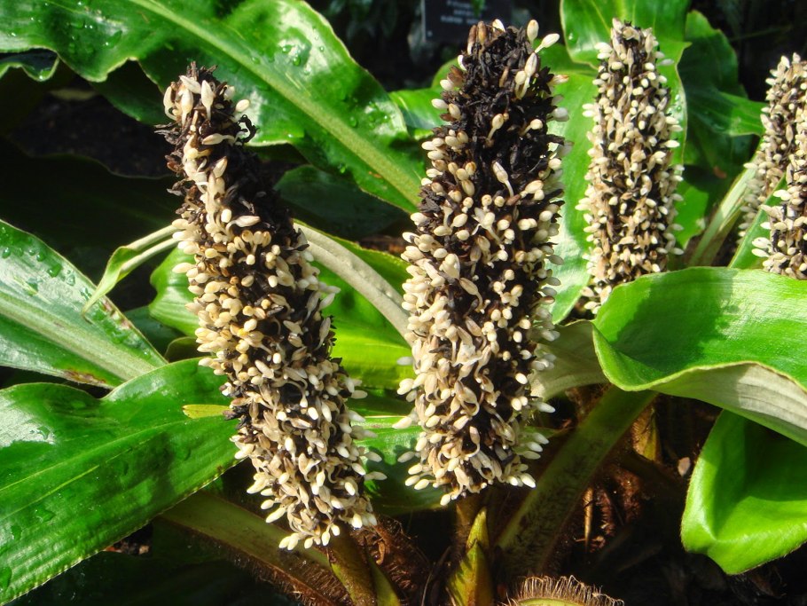 Хлорофитум Палисота.