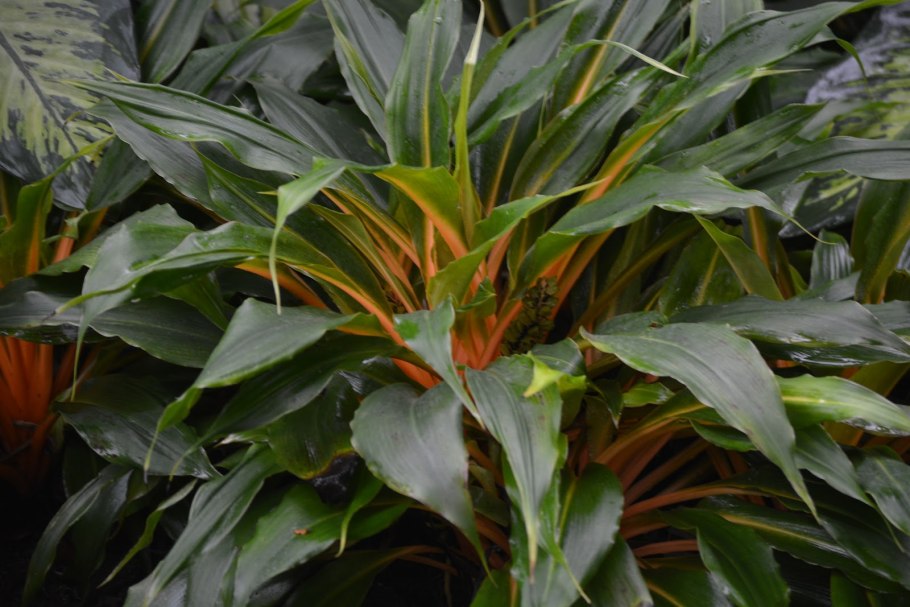 Палисота цветок