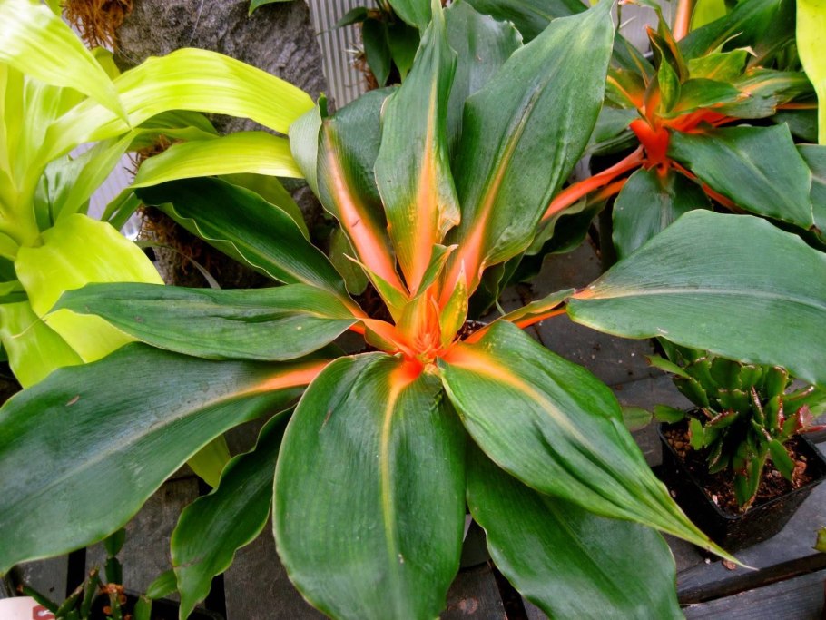 Хлорофитум оранж