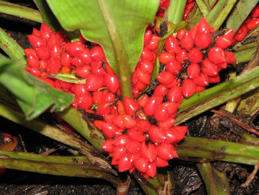 Палисота бартера