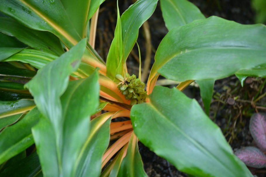 Палисота комнатная