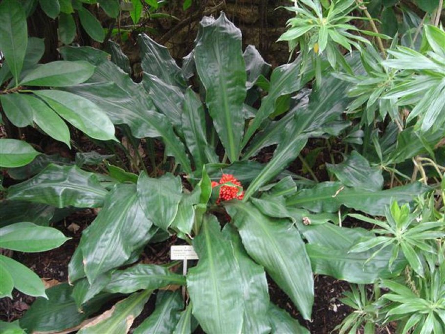 Хлорофитум оранж