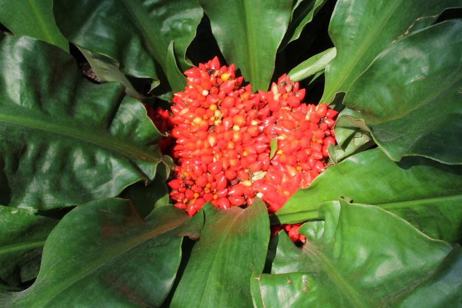 Палисота цветок фото комнатный