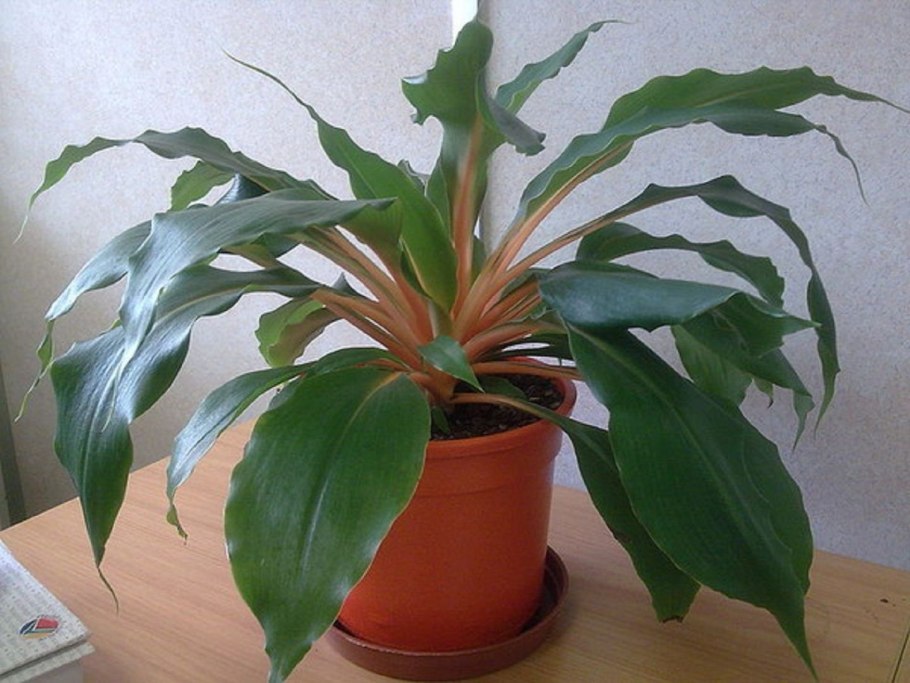 Палисота цветок фото