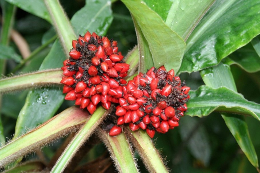 Палисота цветок