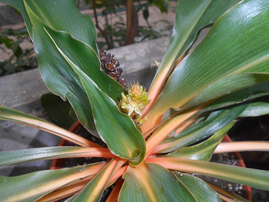 Хлорофитум мандарин.оранж