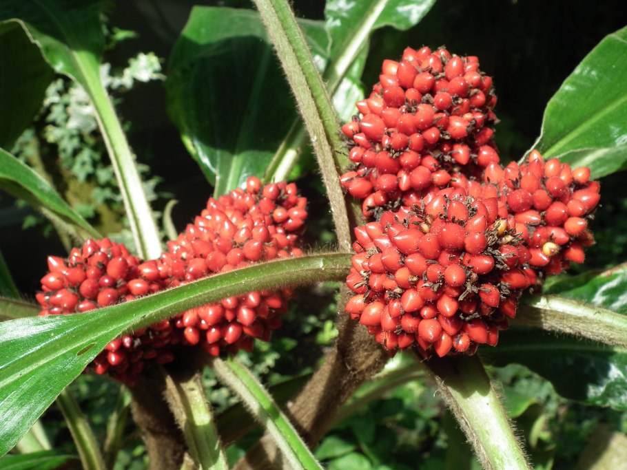 Хлорофитум Орхидаструм Грин Ориндж