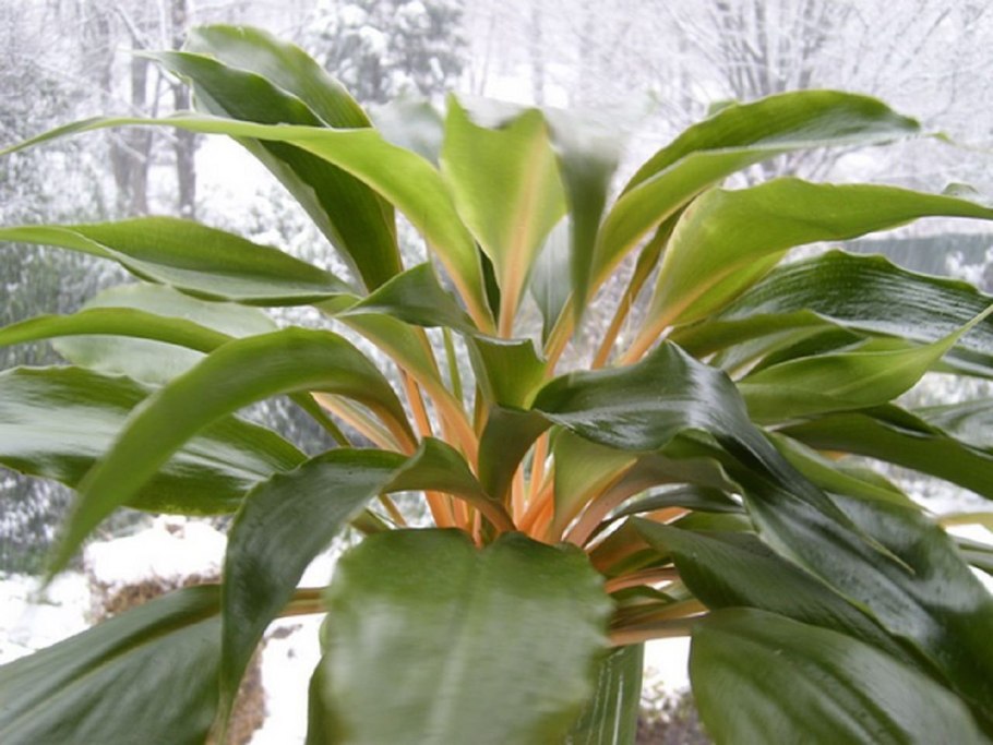 Палисота прицветниковая