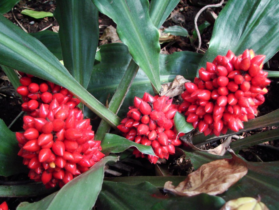 Палисота вариегатная