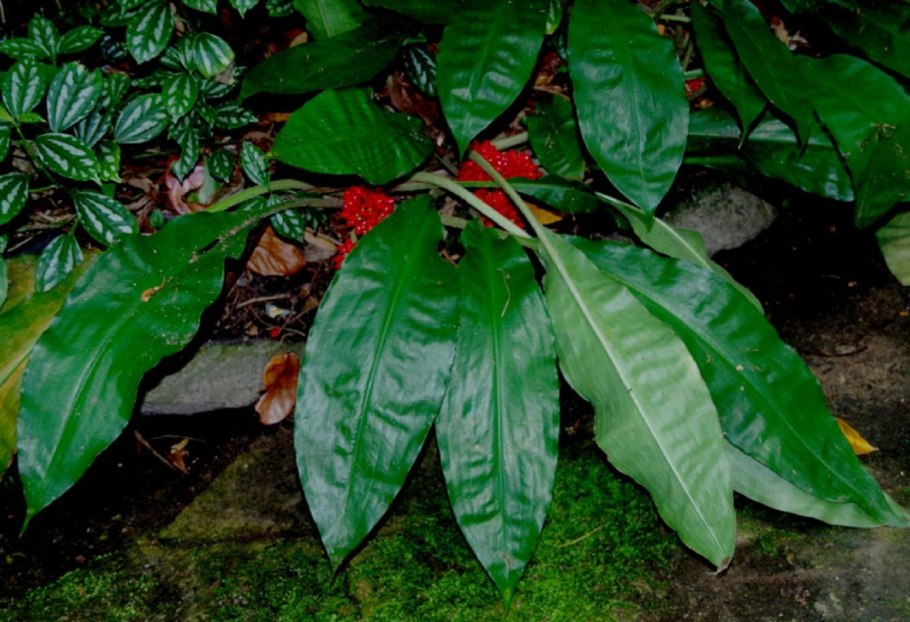 Палисота цветок