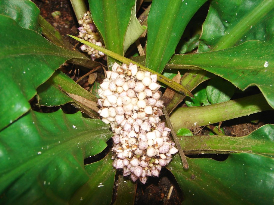 Палисота вариегатная