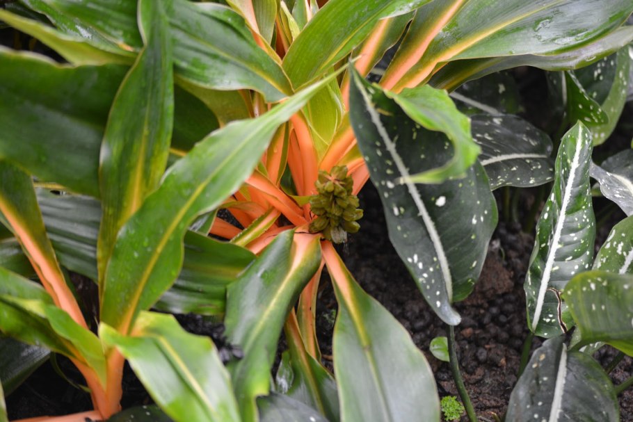 Хлорофитум Орхидаструм