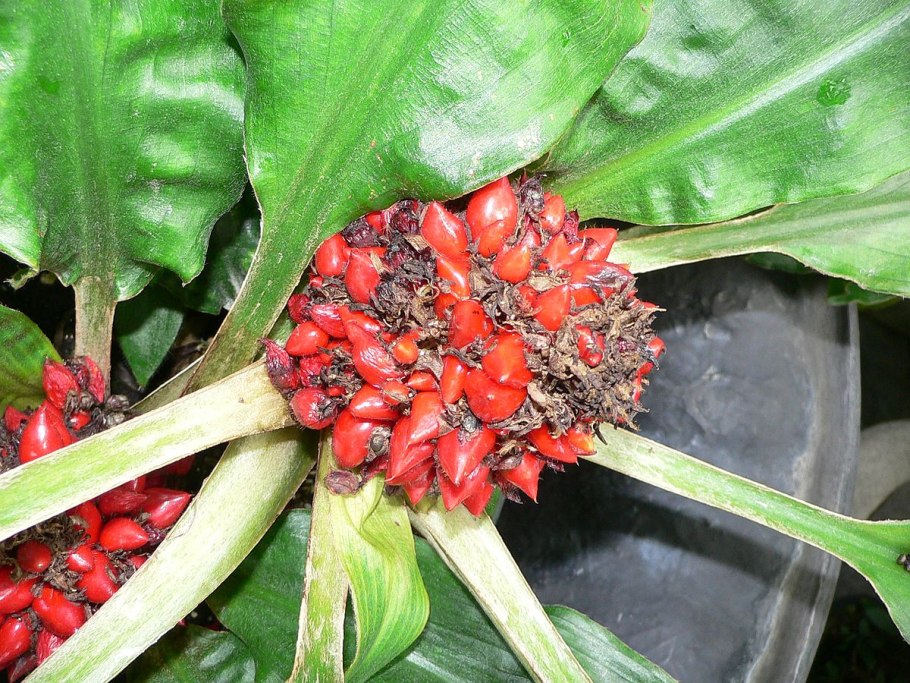 Палисота бартера